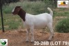 LOT 79 1X KOMMERSIELE OOI/COMMERCIAL EWE BOERBOK TSEPAMO & CO LTD