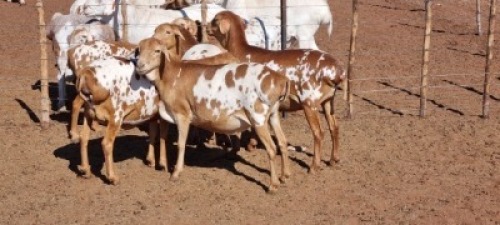 5X ROOI PERSIE OOI/EWE JLK KOTZE