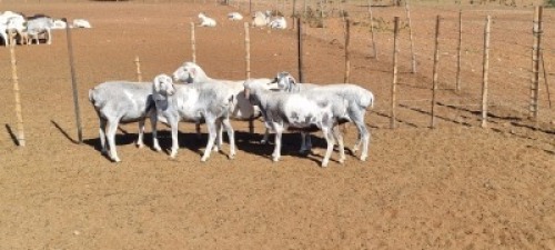 BLOU PERSIE OOI/EWE JLK KOTZE