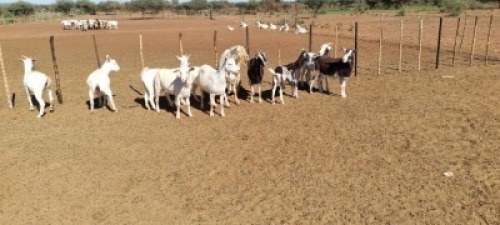 5X MELKBOK OOI/EWE JLK KOTZE