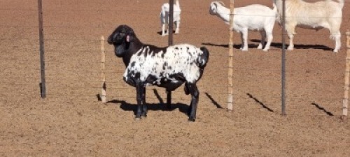 1X SWART PERSIE RAM JLK KOTZE