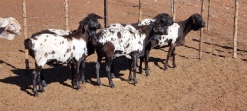 5X SWART PERSIE OOI/EWE JLK KOTZE