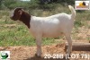 LOT 79 1X KOMMERSIELE OOI/COMMERCIAL EWE BOERBOK TSEPAMO & CO LTD - 2