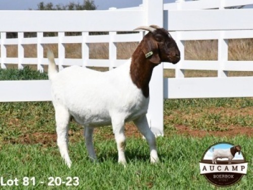 1X BOERBOK OOI/EWE AUCAMP BOERBOKSTOET