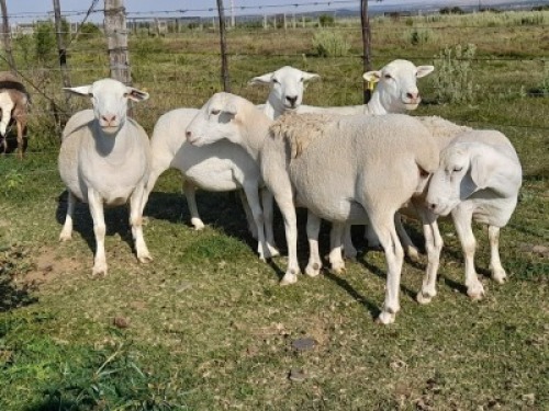 DORPER OOI/EWE DOORNHOEK BELEGGINGS