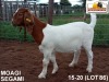 LOT 86 1X KOMMERSIELE OOI/COMMERCIAL EWE BOERBOK MS FARMING HEUNINGVLEI 072 542 4271 - 2