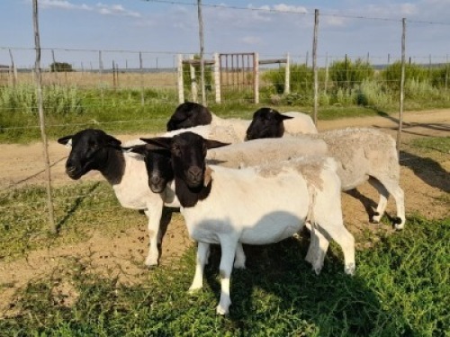 DORPER OOI/EWE DOORNHOEK BELEGGINGS