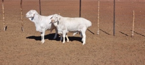 1X VAN ROOY RAM JLK KOTZE