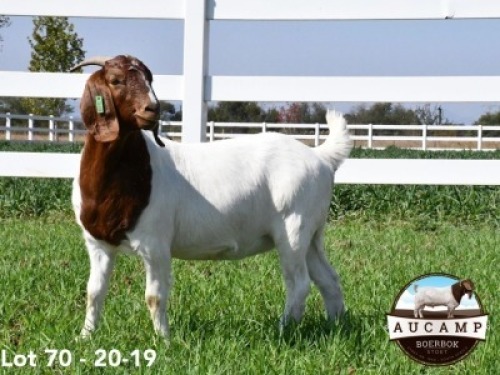 1X BOERBOK OOI/EWE AUCAMP BOERBOKSTOET