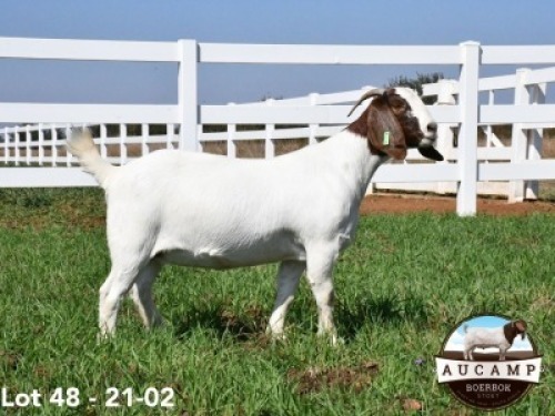 1X BOERBOK OOI/EWE AUCAMP BOERBOKSTOET