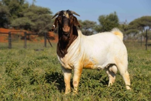 ONTTREK - 1X BOERBOK RAM SIHENCHA BOERBOKSTOET