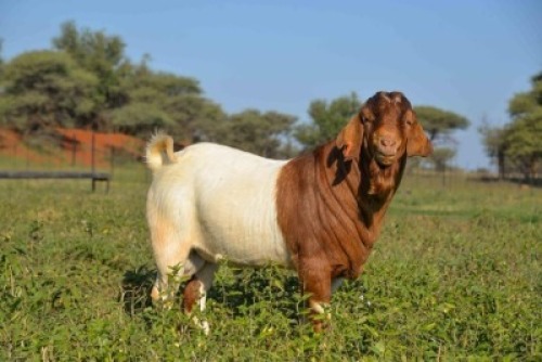1X BOERBOK RAM SIHENCHA BOERBOKSTOET