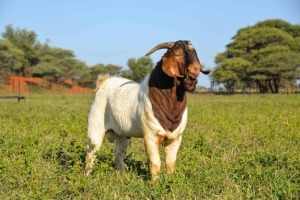 1X BOERBOK RAM SIHENCHA BOERBOKSTOET