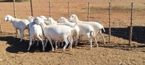 5X VAN ROOY OOI/EWE JLK KOTZE
