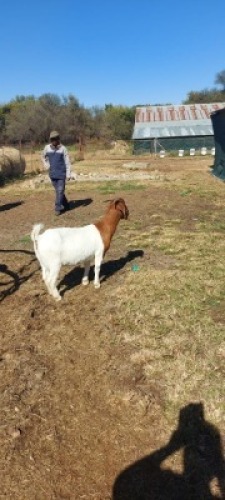 1X BOERBOK OOI/EWE HORISON BOERBOK STOET JAAP SUURD