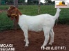 LOT 87 1X KOMMERSIELE OOI/COMMERCIAL EWE BOERBOK MS FARMING HEUNINGVLEI 072 542 4271 - 2