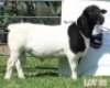 1 x DORPER RAM LJV - 2