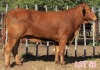 2 x DROUGHTMASTER COW LJV (PAY PER ANIMAL TO TAKE THE LOT)