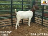 LOT 89 1X KOMMERSIELE OOI/COMMERCIAL EWE BOERBOK VINCENT TITIES BOERBOKKE - 2