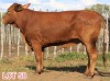 2 x DROUGHTMASTER COW LJV (PAY PER ANIMAL TO TAKE THE LOT) - 3