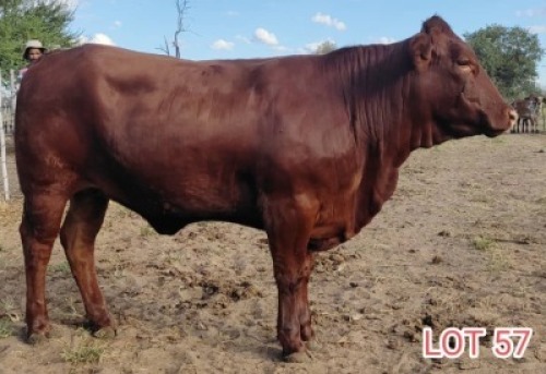  1 x DROUGHTMASTER&nbsp;HEIFER&nbsp;LJV