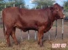 1 x DROUGHTMASTER HEIFER LJV - 2