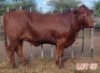 1 x DROUGHTMASTER&nbsp;HEIFER&nbsp;LJV - 2