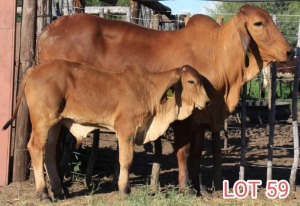 1 x BRAHMAN RED COW LJV