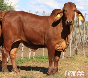 1 x BRAHMAN RED COW LJV