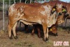 1 x BRAHMAN RED HEIFER LJV - 3