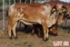 1 x BRAHMAN RED HEIFER LJV - 3