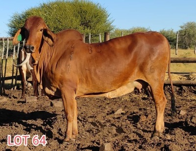 1 x BRAHMAN RED COW LJV