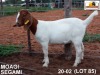 LOT 85 1X KOMMERSIELE OOI/COMMERCIAL EWE BOERBOK MS FARMING HEUNINGVLEI 072 542 4271 - 2