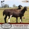 LOT 73 4X MEATMASTER OOI/EWE DIDYMUS MEATMASTERS(PER STUK OM LOT TE NEEM/PER PIECE TO TAKE THE LOT) - 3