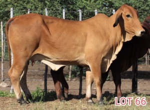 2 x BRAHMAN RED COW LJV (PAY PER ANIMAL TO TAKE THE LOT)