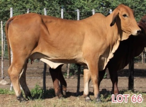 2 x BRAHMAN RED COW LJV (PAY PER ANIMAL TO TAKE THE LOT)