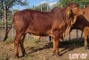 2 x BRAHMAN RED COW LJV