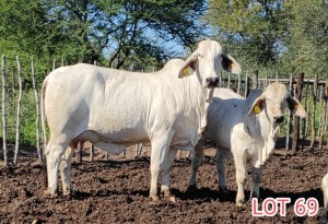 1 x BRAHMAN WHITE COW LVJ