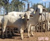 1 x BRAHMAN WHITE COW LVJ - 2