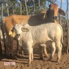 1 x BRAHMAN WHITE COW LJV