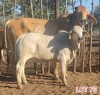 1 x BRAHMAN WHITE COW LJV - 2