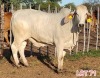 1 x BRAHMAN WHITE COW LJV