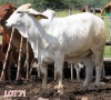 1 x BRAHMAN WHITE COW LJV - 2