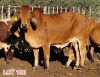 1 x BRAHMAN RED COW LJV