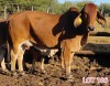 1 x BRAHMAN RED COW LJV - 2