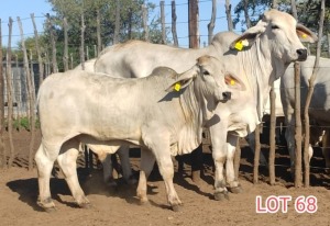 1 x BRAHMAN WHITE COW LJV