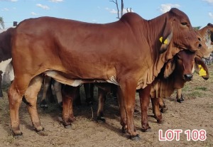 1 x BRAHMAN RED COW LJV