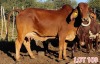 2 x BRAHMAN RED COW LJV (PAY PER ANIMAL TO TAKE THE LOT)