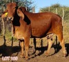 2 x BRAHMAN RED COW LJV (PAY PER ANIMAL TO TAKE THE LOT) - 2