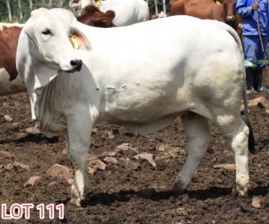 1 x BRAHMAN WHITE COW LVJ